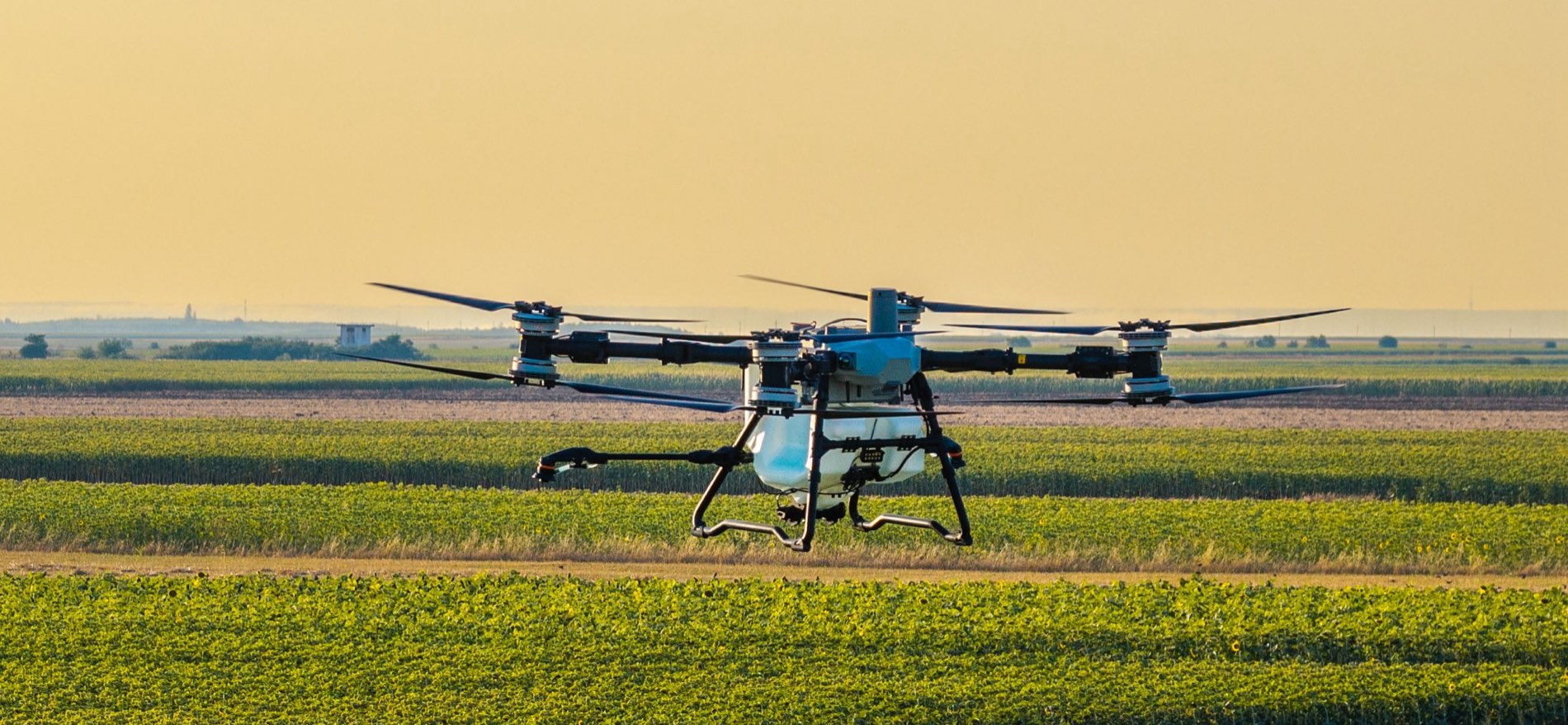 DJI Agras T100 în zbor jos deasupra culturii, în lumina de dimineață